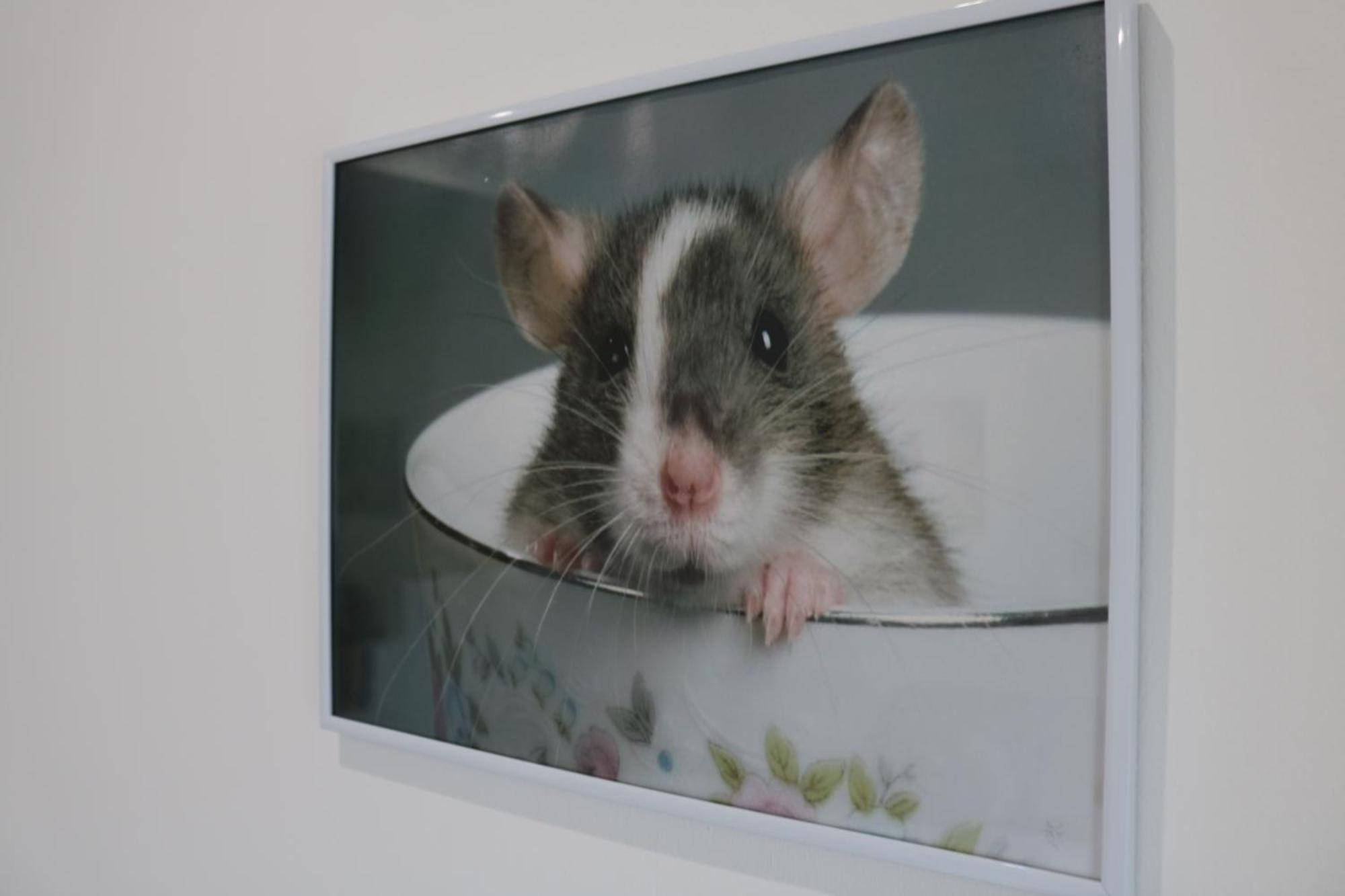 Apartament Rezeda Vendeghaz Fertőhomok Zewnętrze zdjęcie